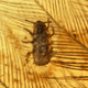 An apparent lice-like insect crawling on dinosaur feathers, as found preserved in mid-Cretaceous amber.
